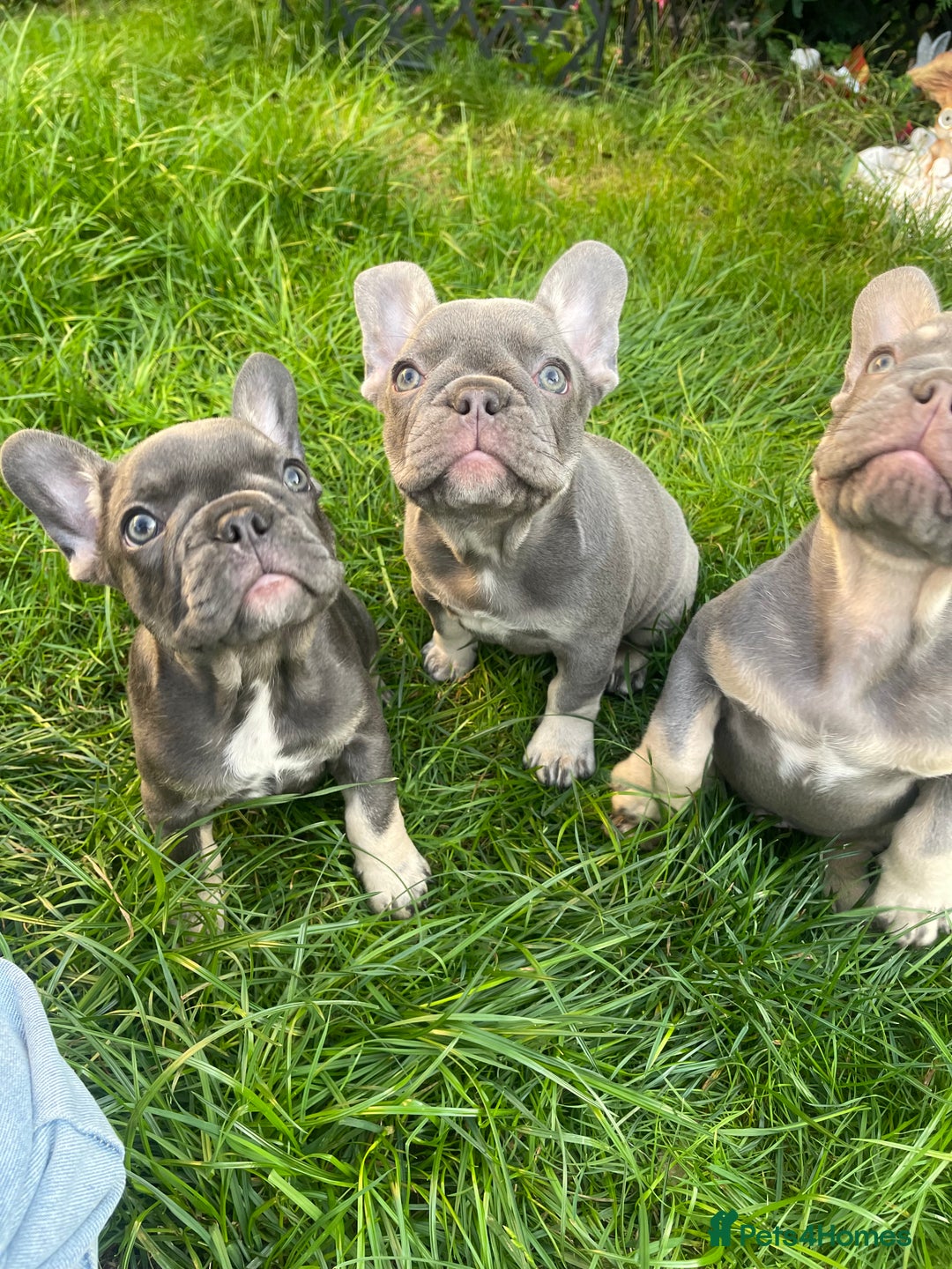 French Bulldog dogs for sale: KC registered french bulldogs  - Image 6