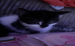 Mixed Breed cats for sale: Beautiful female - Image 3