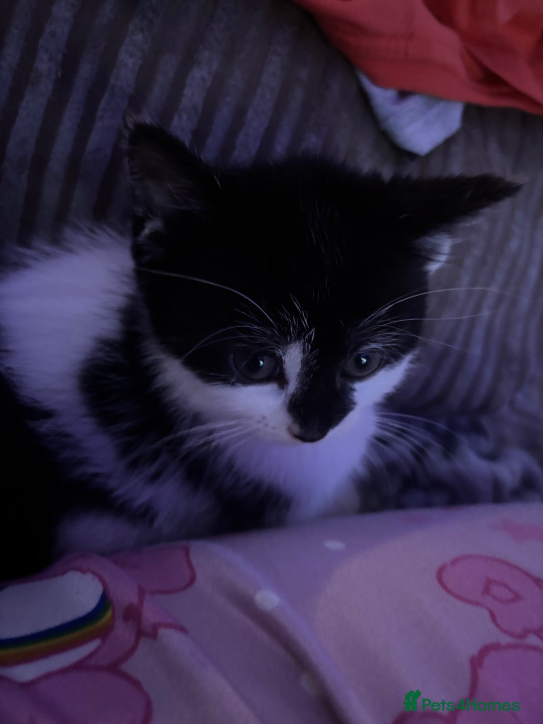 Mixed Breed cats for sale: Beautiful female - Image 3