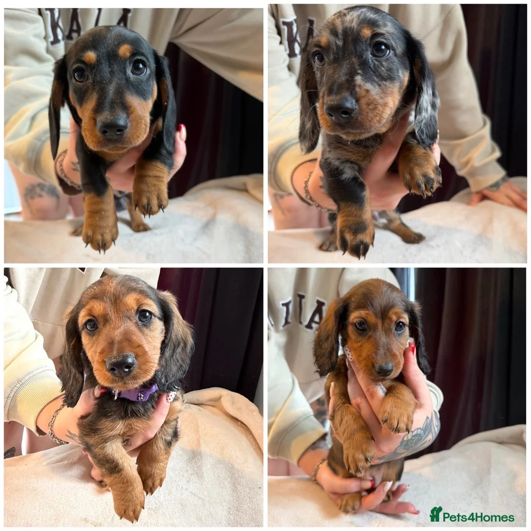 Miniature Dachshund dogs for sale: stunning miniature dachshund - Advert 2