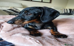 Miniature Dachshund dogs for sale: Miniature dachshund needs a new home - Image 2