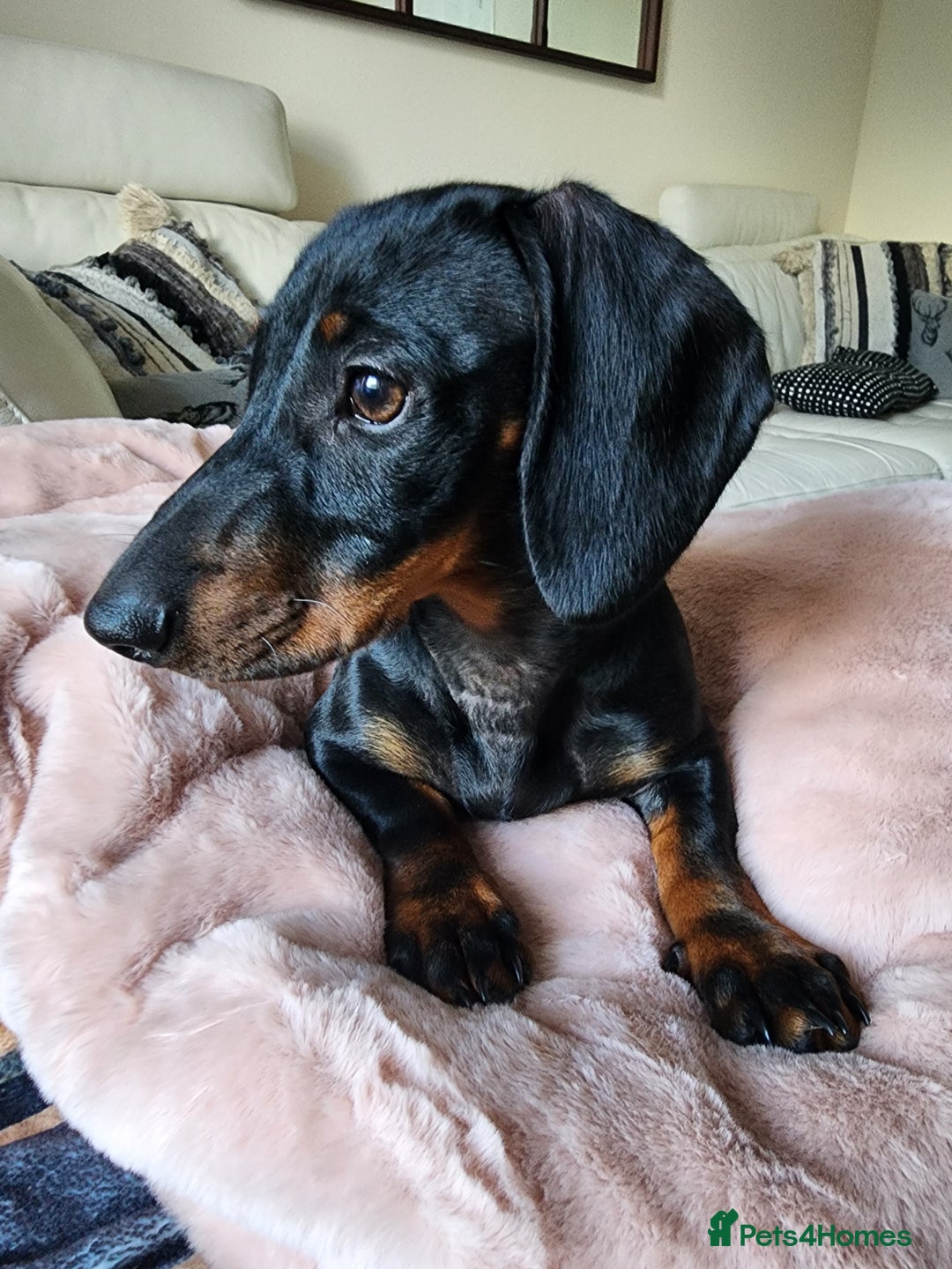 Miniature Dachshund dogs for sale: Miniature dachshund needs a new home - Image 2