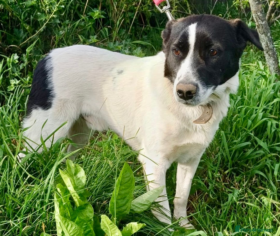 Border Collie dogs for adoption: Nelson - From Orphaned Puppy to Brave Survivor - Image 3