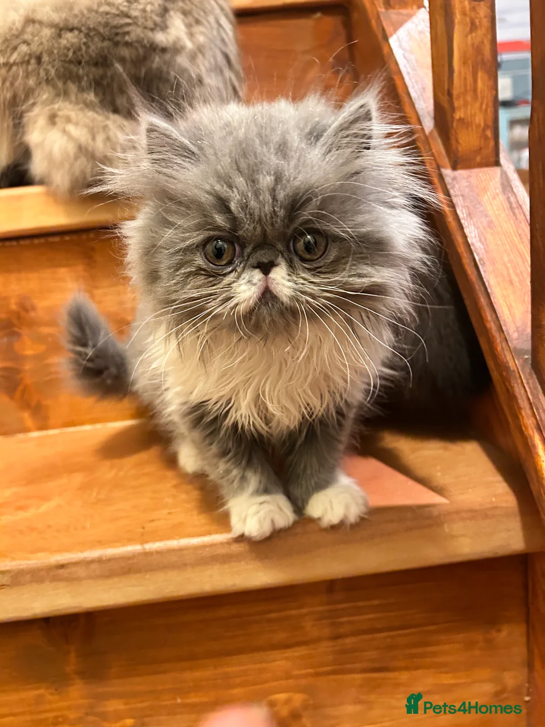 Persian cats for sale: Baby Dewdrop pedigree Persian  - Advert 8
