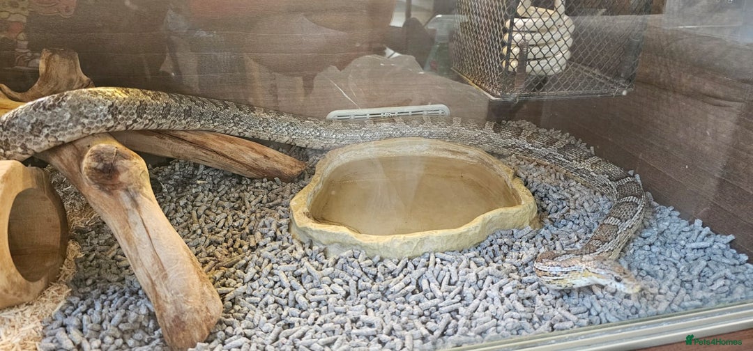 Corn Snake reptiles for sale: Friendly corn snake, vivarium with full set up - Advert 22