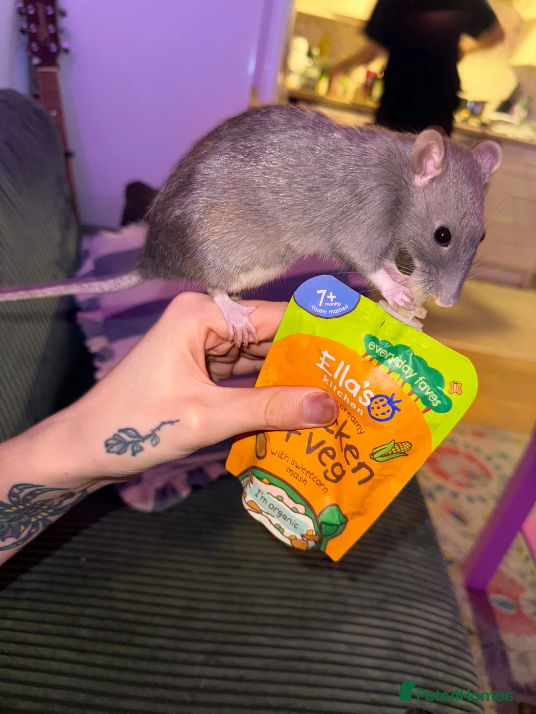 Rat rodents for sale: Mother & Daughter Rat for Rehoming - Advert 1