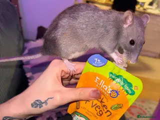 Rat rodents Mother & Daughter Rat for Rehoming - Advert 9