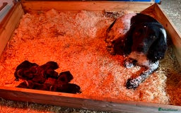 Mixed Breed dogs for sale: Gorgeous litter of 8 x F1 Sprocker Spaniels - Image 3