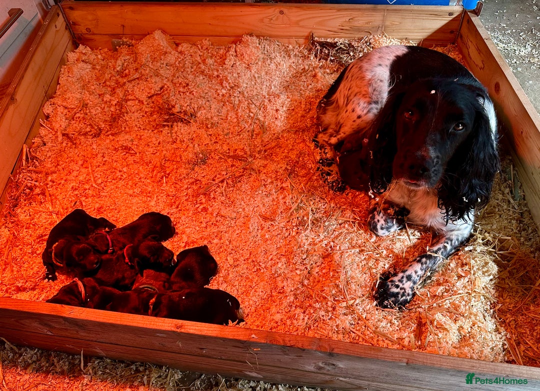 Mixed Breed dogs for sale: Gorgeous litter of 8 x F1 Sprocker Spaniels - Image 3