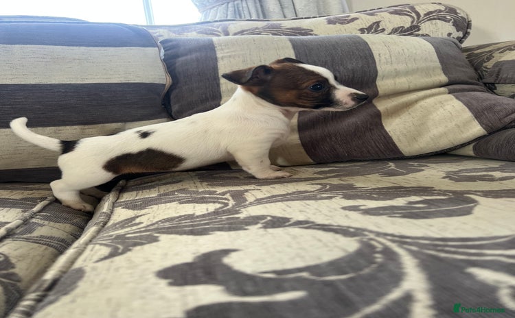Jack Russell dogs - Advert 1