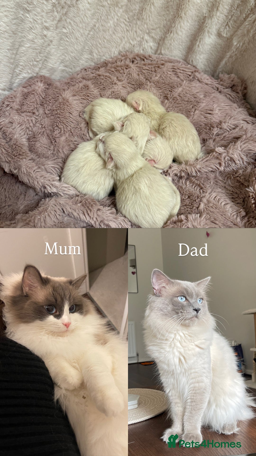 Ragdoll cats for sale: Female Pedigree Ragdolls  - Image 10