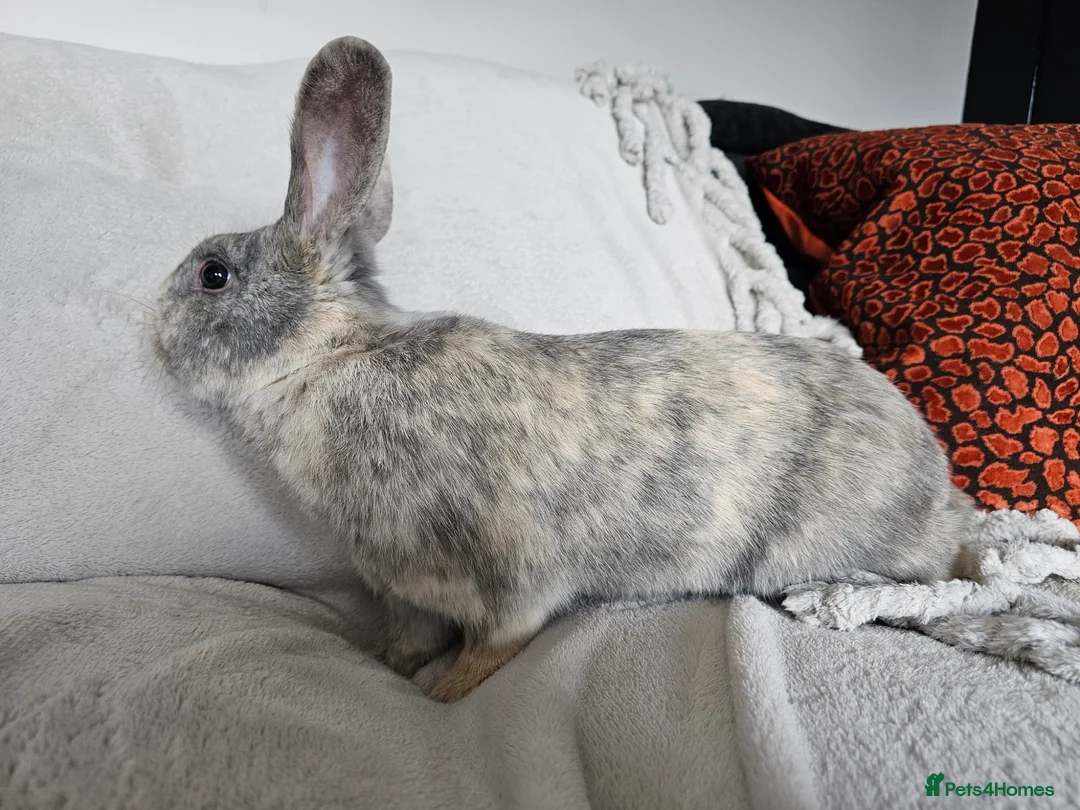 Mixed Breed rabbits for sale: Beautiful Male Rabbit “Jude” looking for new home in Wakefield - Advert 3