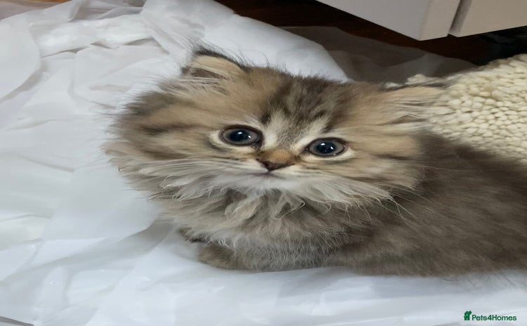 Persian cats - Advert 1