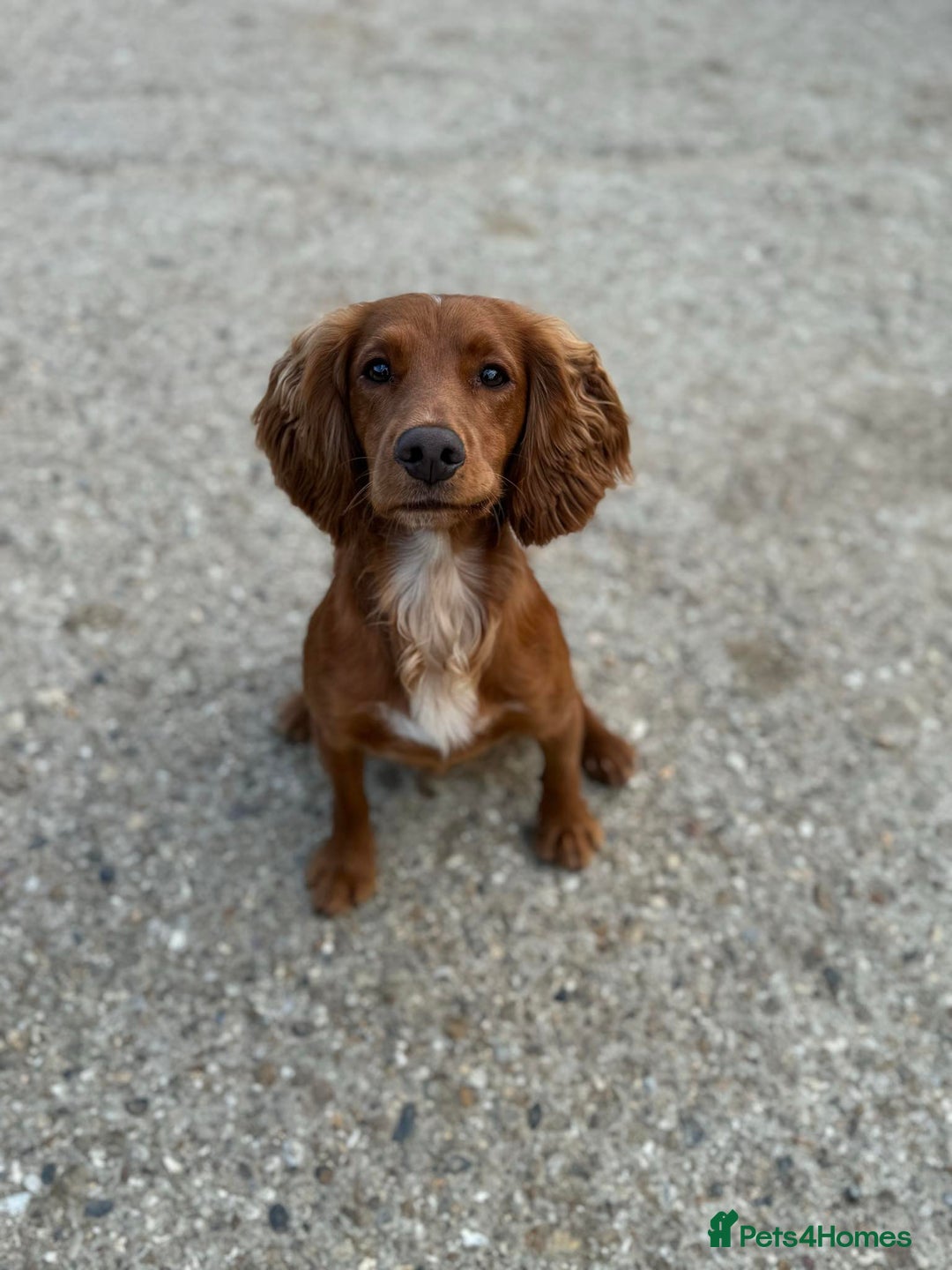 Cocker Spaniel dogs for stud: Proven Red KC REG Working Cocker Spaniel STUD in Chelmsford - Advert 10