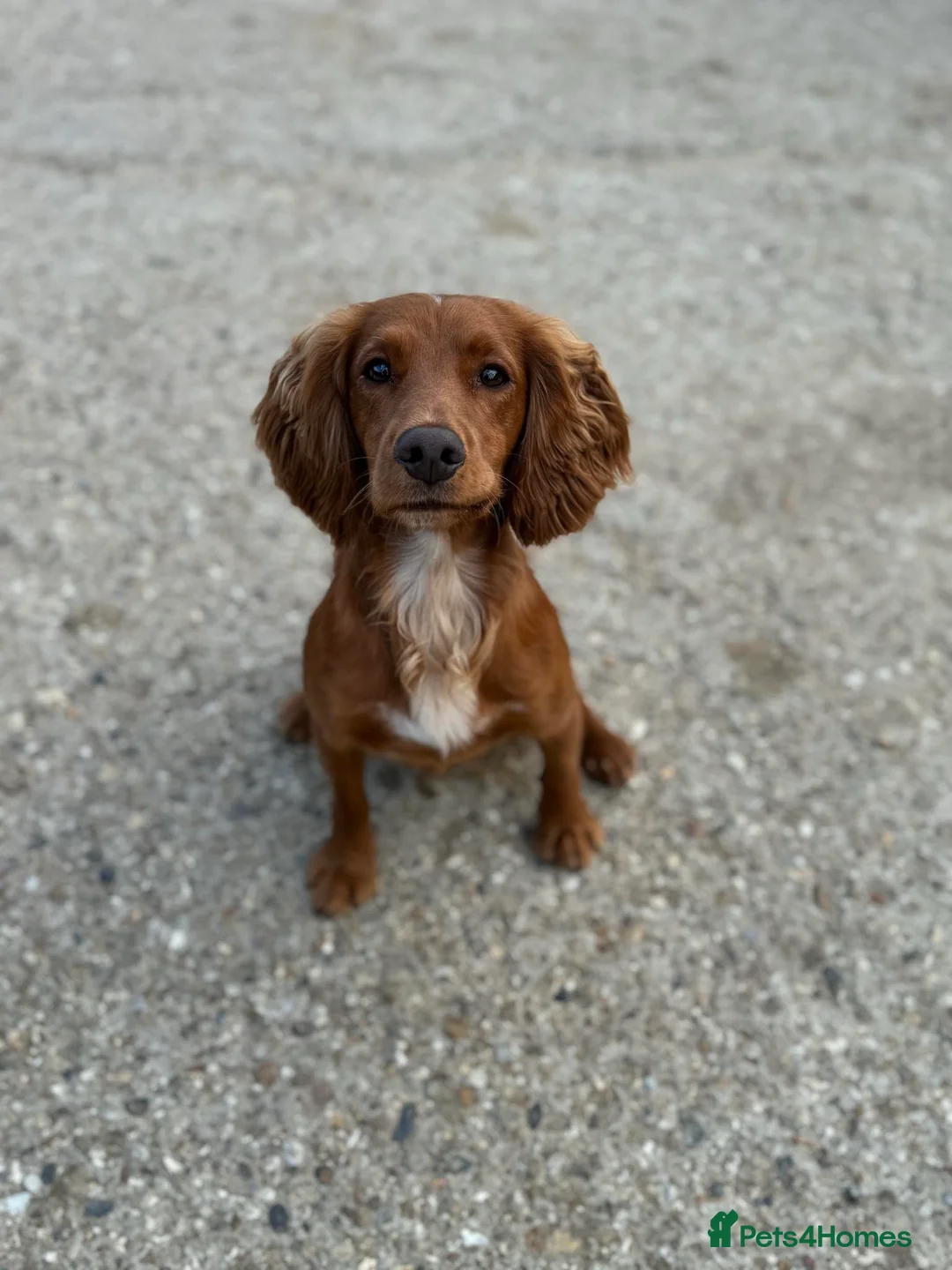 Cocker Spaniel dogs for stud: Proven Red KC REG Working Cocker Spaniel STUD in Chelmsford - Advert 10