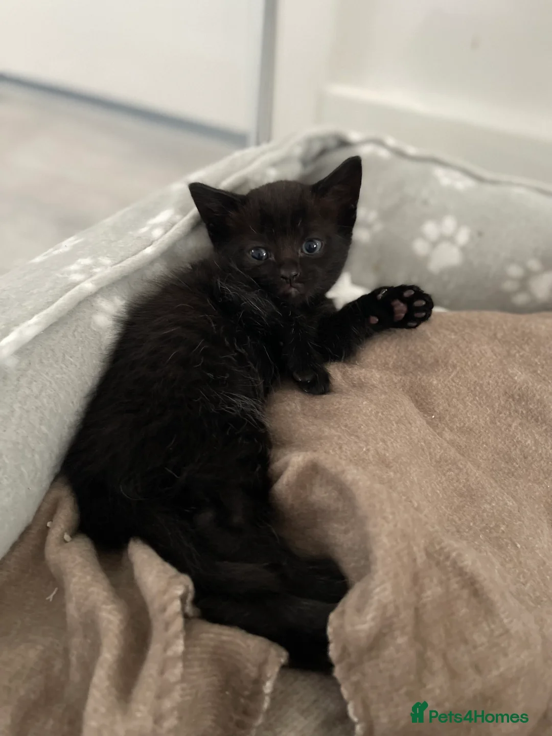 Mixed Breed cats for sale: 1 black male and 1 black female  - Advert 3