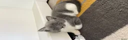 Mixed Breed cats for sale: Cute and playful kittens looking for a new home - Advert 7