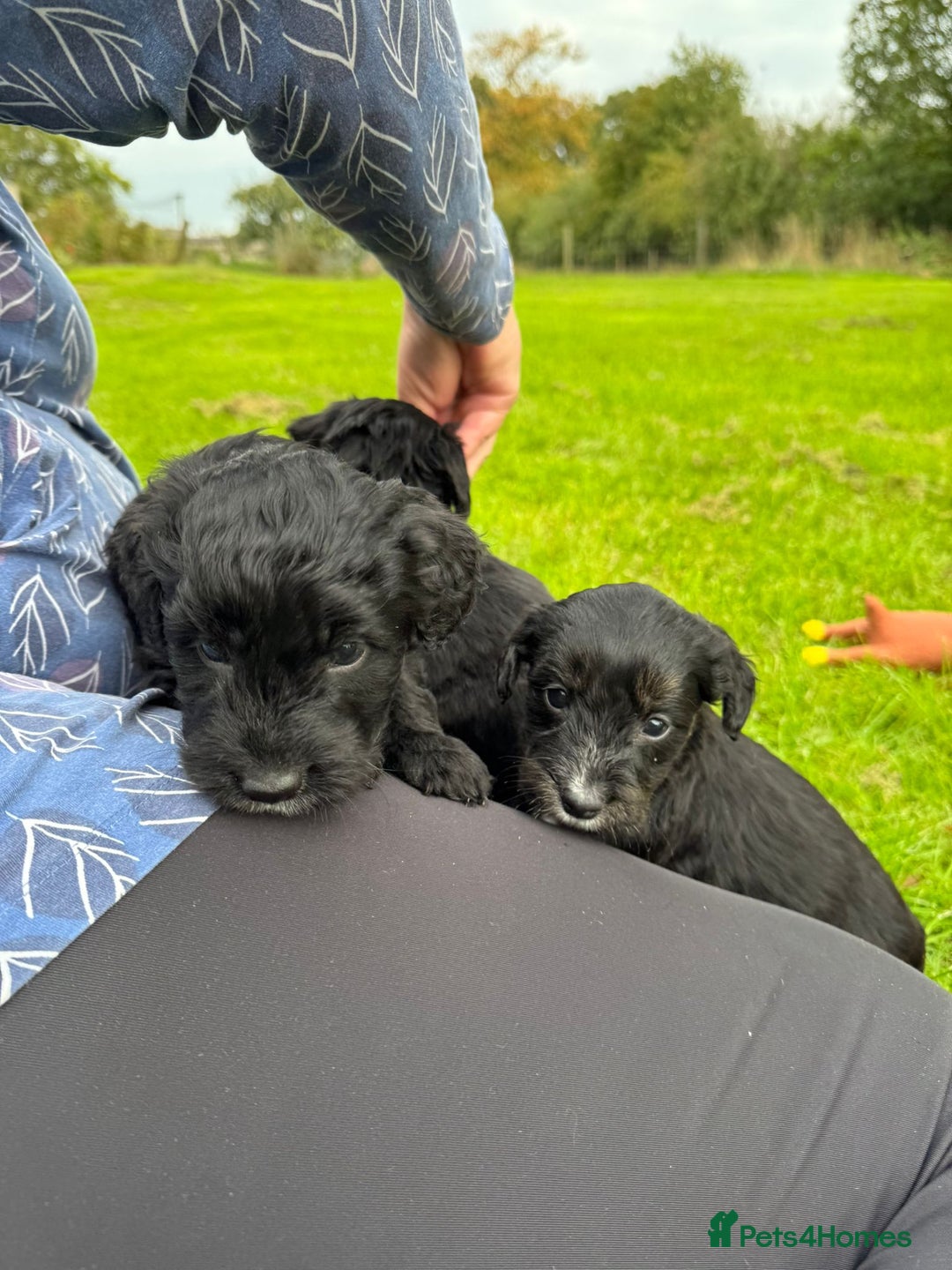 Bordoodle dogs for sale: Quality Miniature Bordoodles  - Image 10