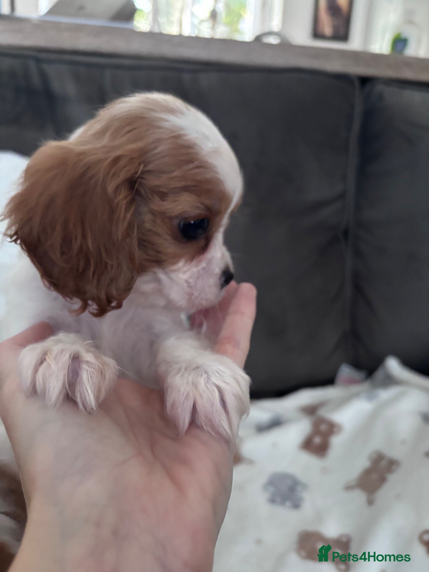 Cavalier King Charles Spaniel dogs for sale: Just 3 left cavalier king puppies - Advert 10