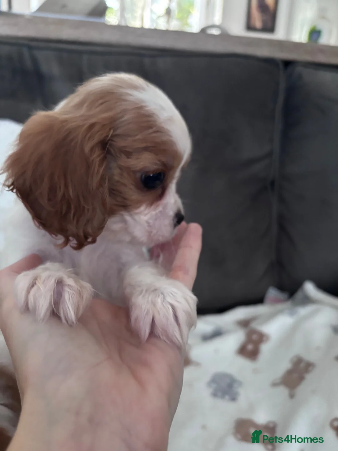 Cavalier King Charles Spaniel dogs for sale: Advert for my mum cavalier king puppies - Advert 4