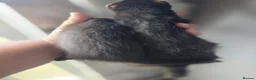Ferret rodents for sale: 2 beautiful self black Ferret Kits - Advert 16