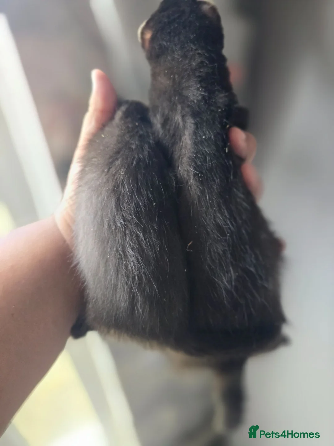 Ferret rodents for sale: 2 beautiful self black Ferret Kits - Advert 16