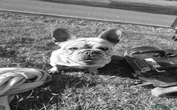 French Bulldog dogs for sale: French bulldog girl - Image 2