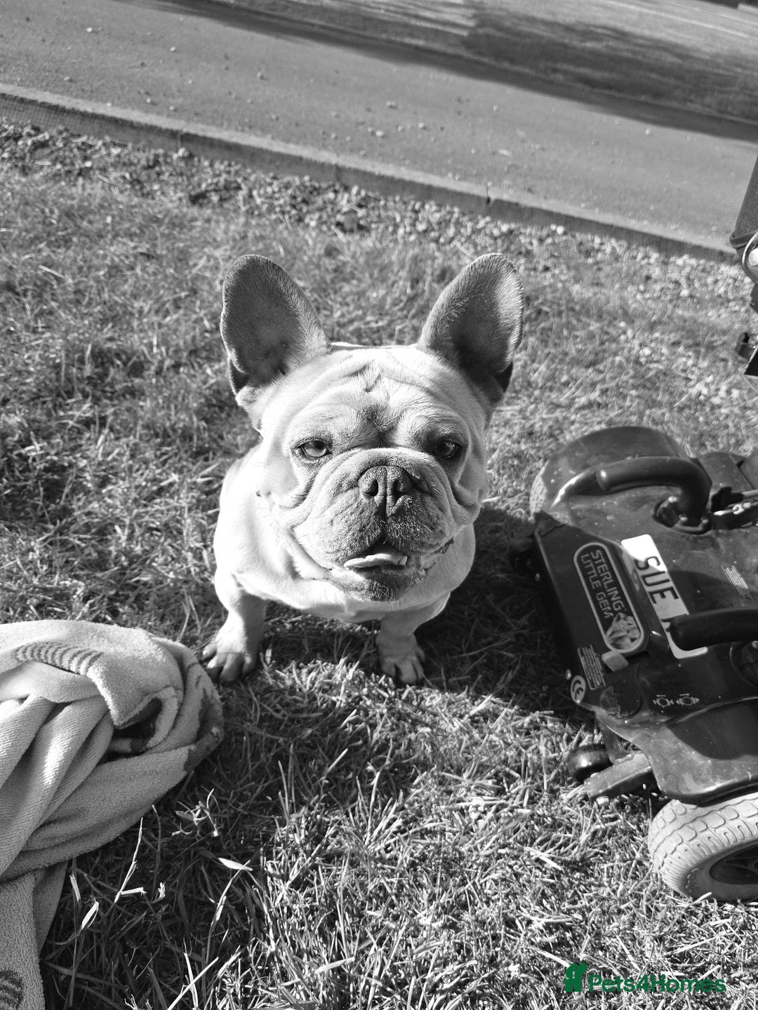 French Bulldog dogs for sale: French bulldog girl - Image 2