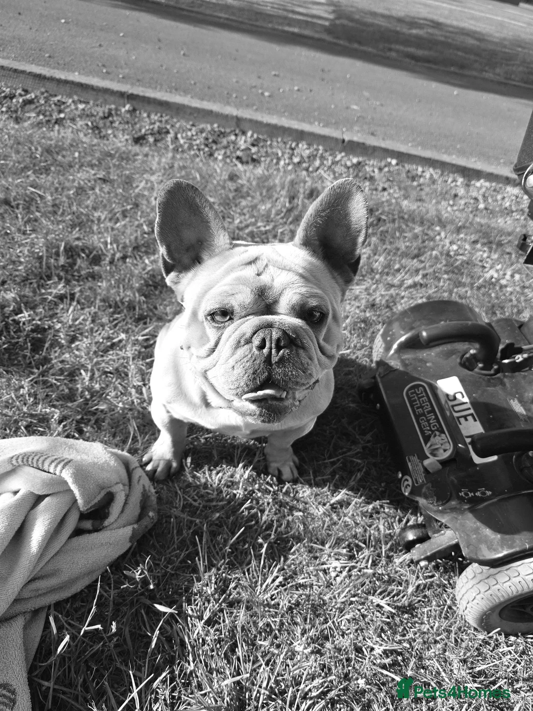 French Bulldog dogs for sale: French bulldog girl - Advert 6