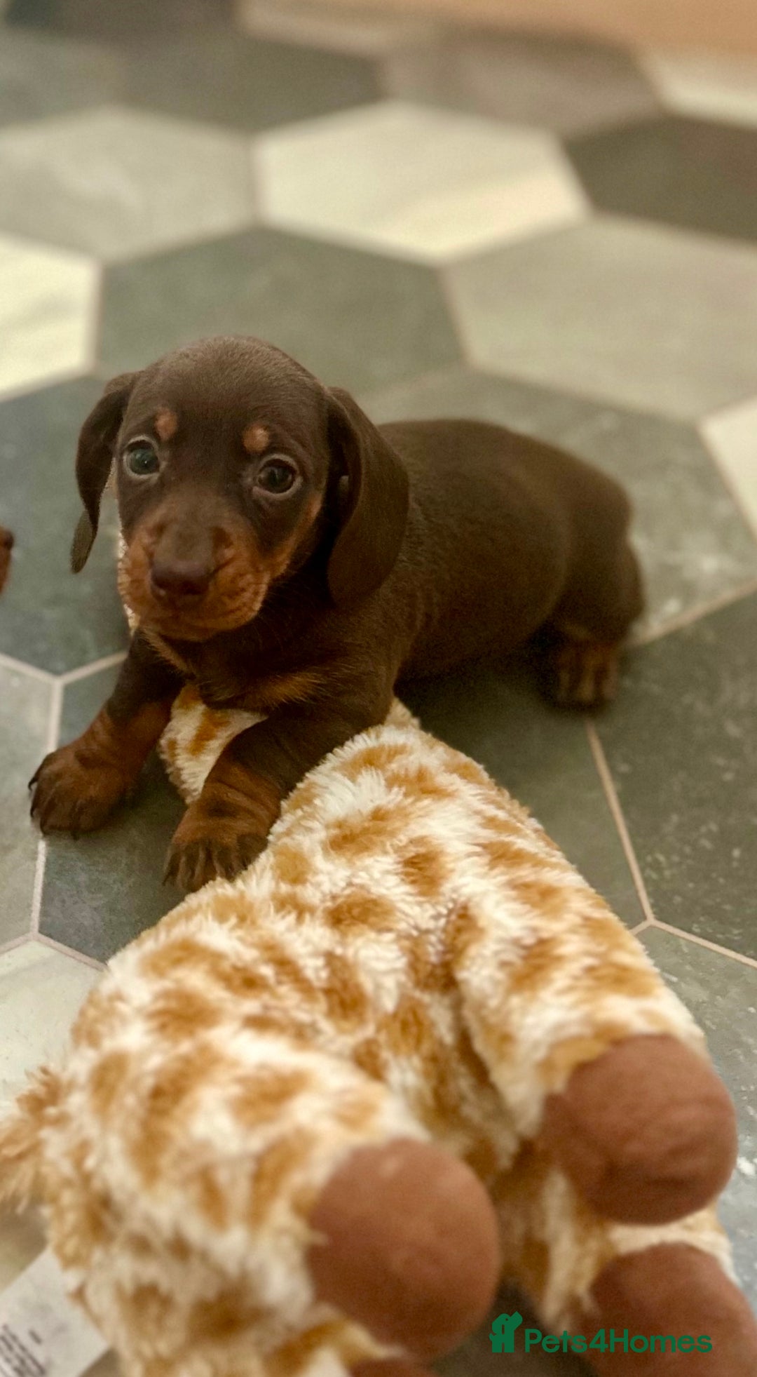 Dachshund dogs for sale: miniature dachshund - Advert 2