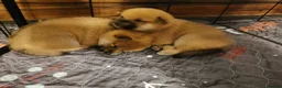 Japanese Shiba Inu dogs for sale: 5 Beautiful Shiba puppies looking for their home - Advert 23