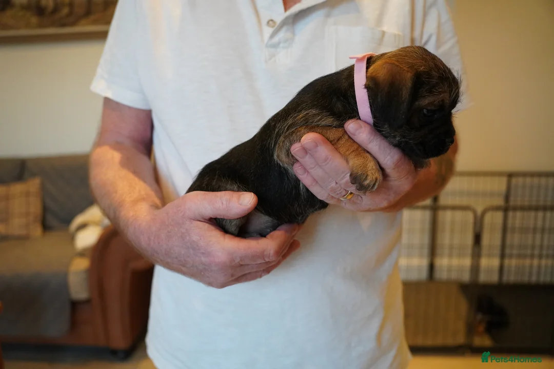 Border Terrier dogs for sale: KC Border Terrier pups - Advert 2