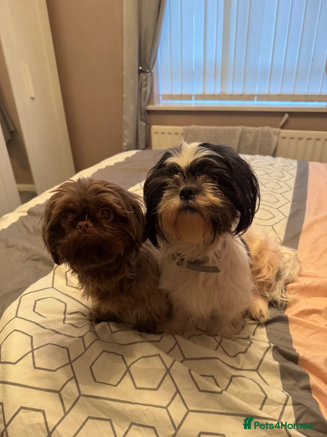 Shih Tzu dogs for sale: Beautiful  Shih Tzu puppies - 3 boys & 3 girls   - Advert 1
