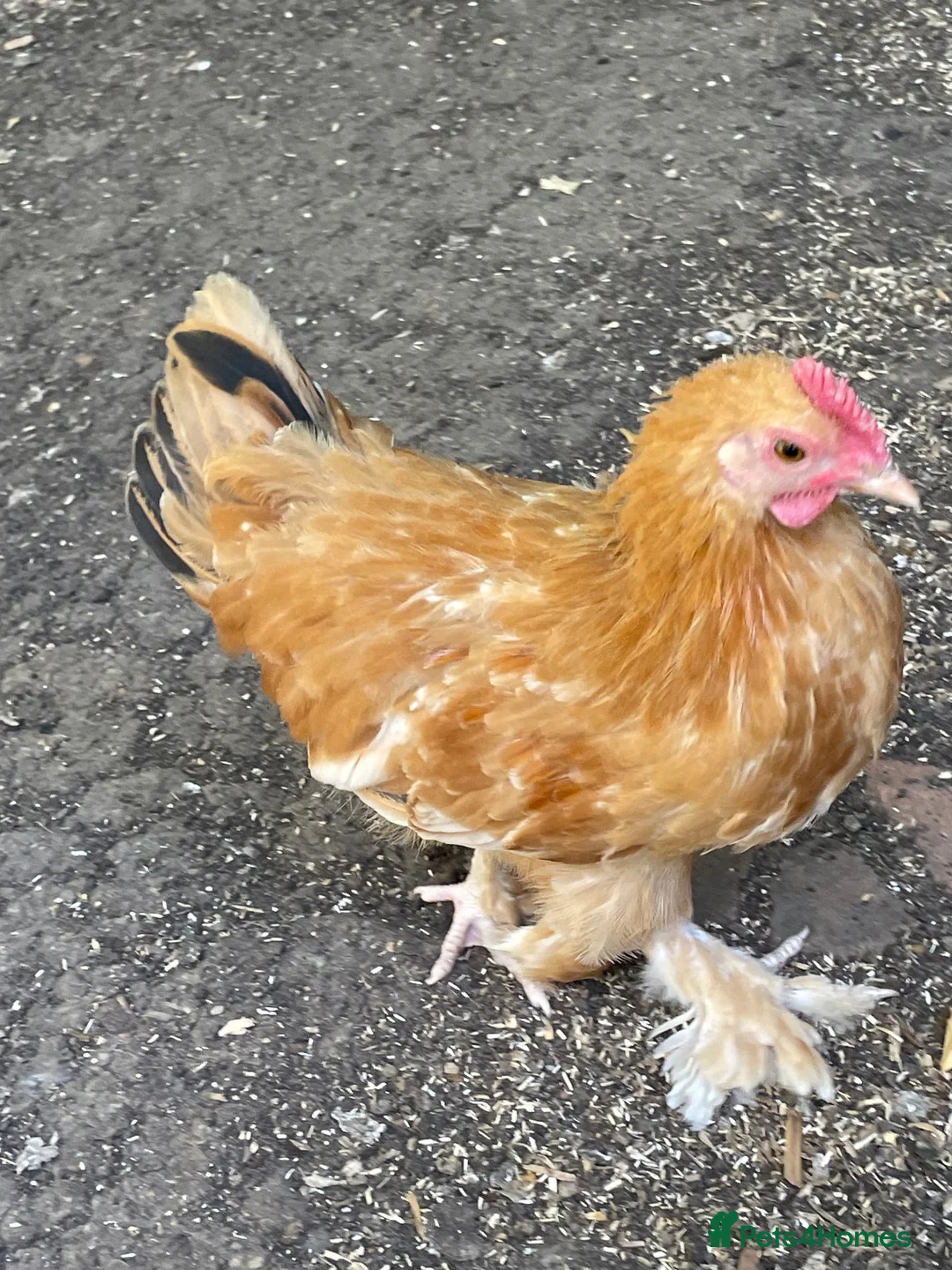 Chickens poultry for sale: 3 Little Pekin x boys - Advert 3