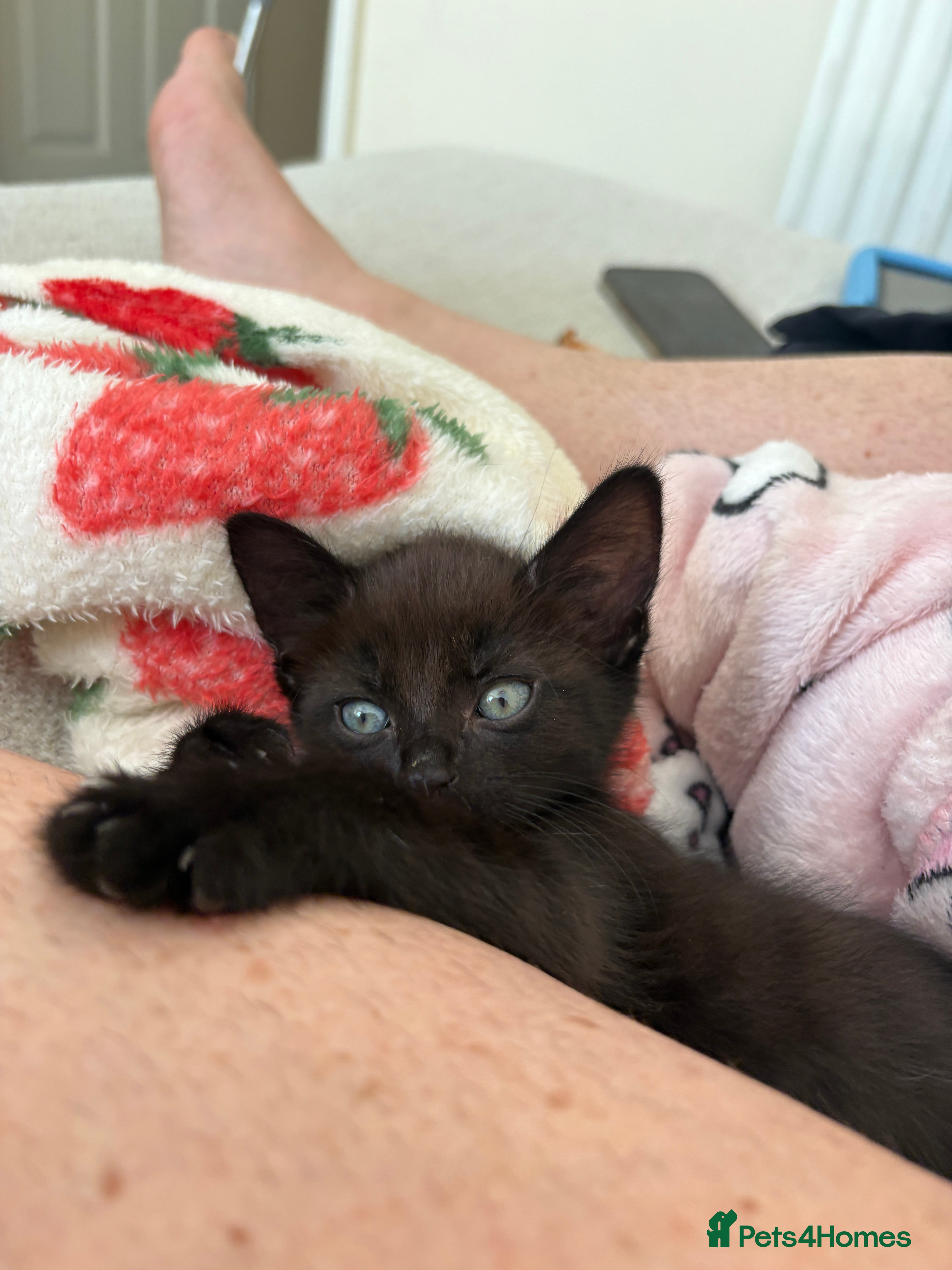 Mixed Breed cats Beautiful Kitten  - Advert 1