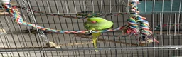 Parrots birds for sale: Male ringneck - Advert 1