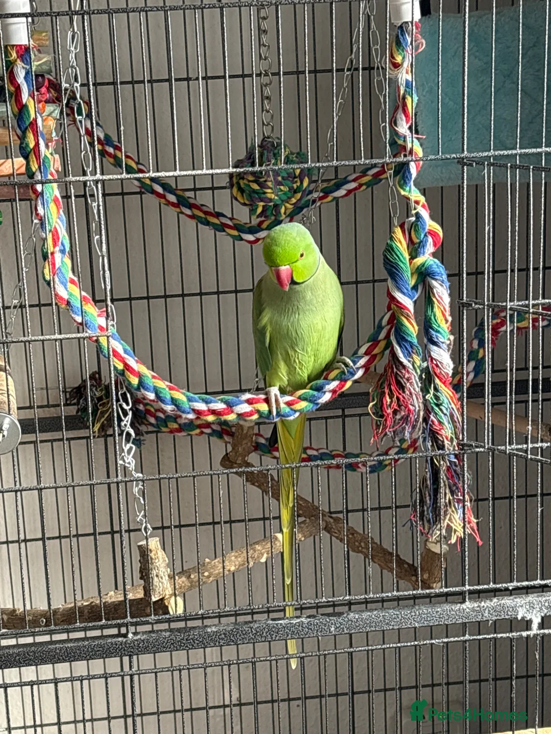 Parrots birds for sale: Male ringneck - Advert 1