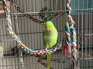Parrots birds Male ringneck - Advert 1