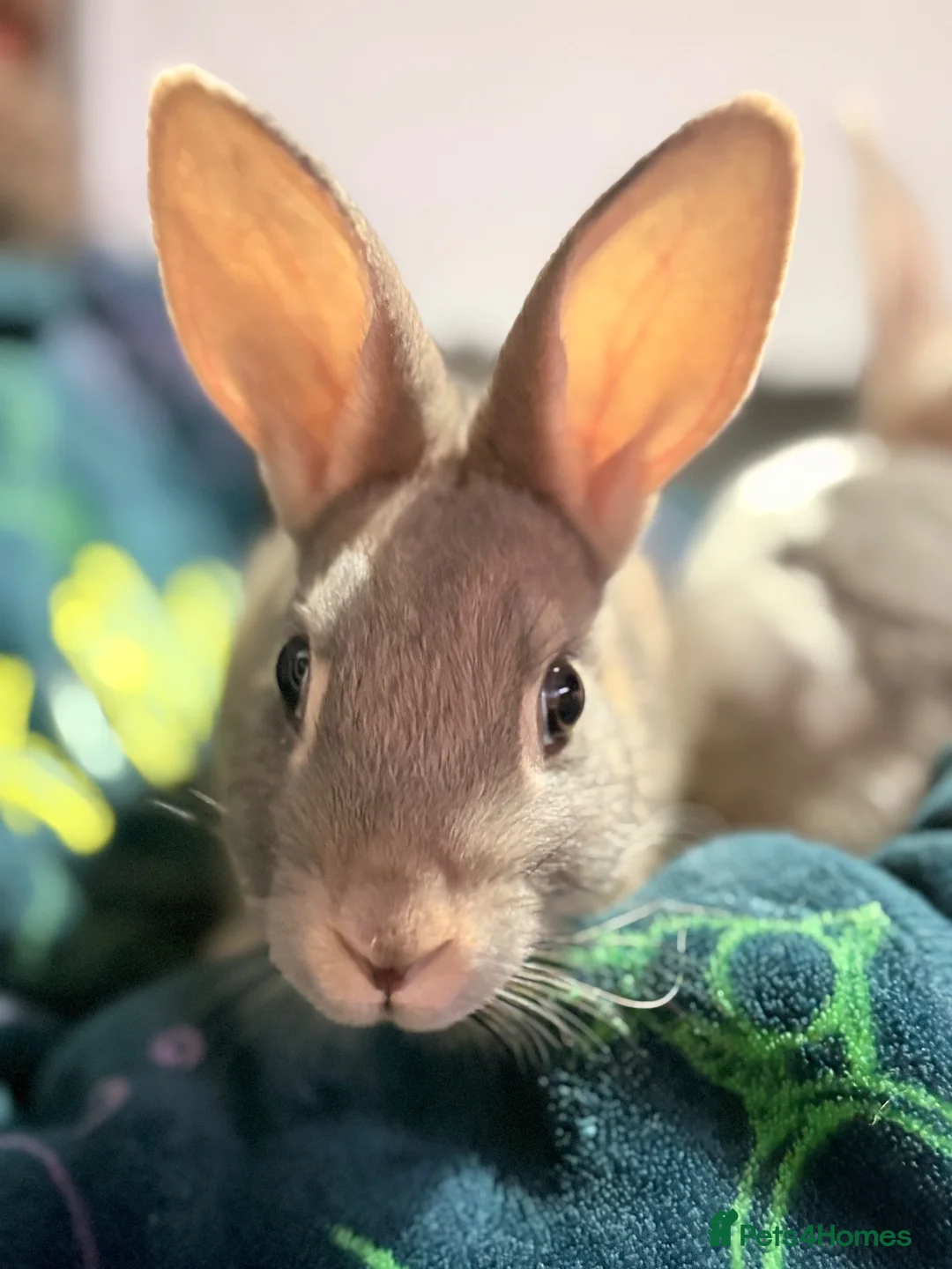 Mixed Breed rabbits for sale: 2 female rabbits for rehome  in Stoke-on-Trent - Advert 2