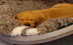 Labrador Retriever dogs for sale: Gorgeous female labrador puppy available Oct 4th  - Image 15