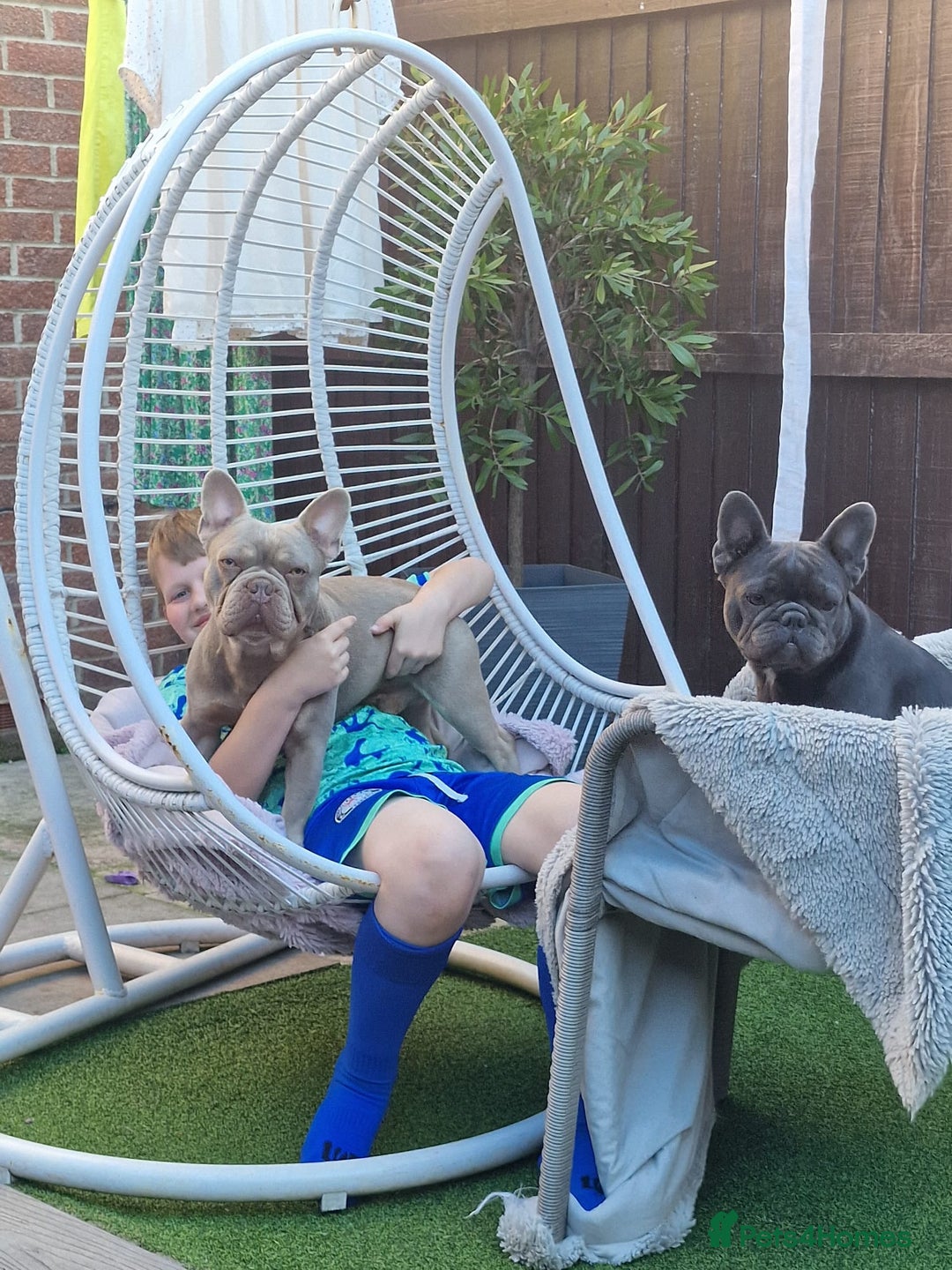 French Bulldog dogs for sale: French bulldog puppy 🐶 last little girl left - Image 10