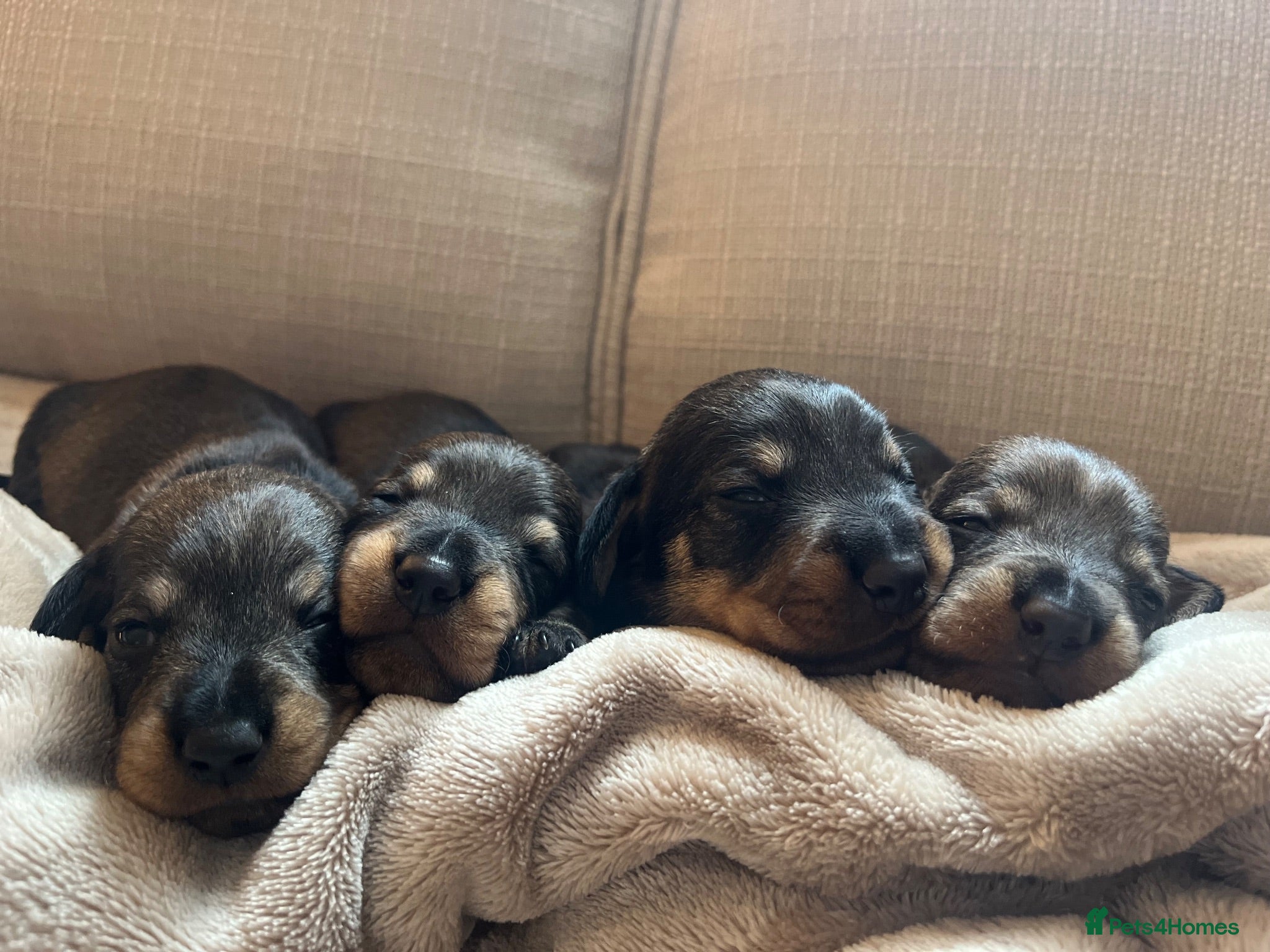 Dachshund dogs Wire-haired Dachshund Puppy for Sale - Advert 5
