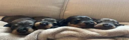 Dachshund dogs for sale: Wire-haired Dachshund Puppy for Sale in Ballater - Advert 1