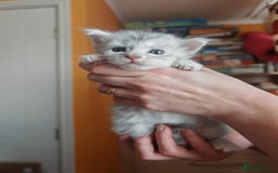 Maine Coon cats for sale: Shaded and Shell Maine Coon kittens - Image 15