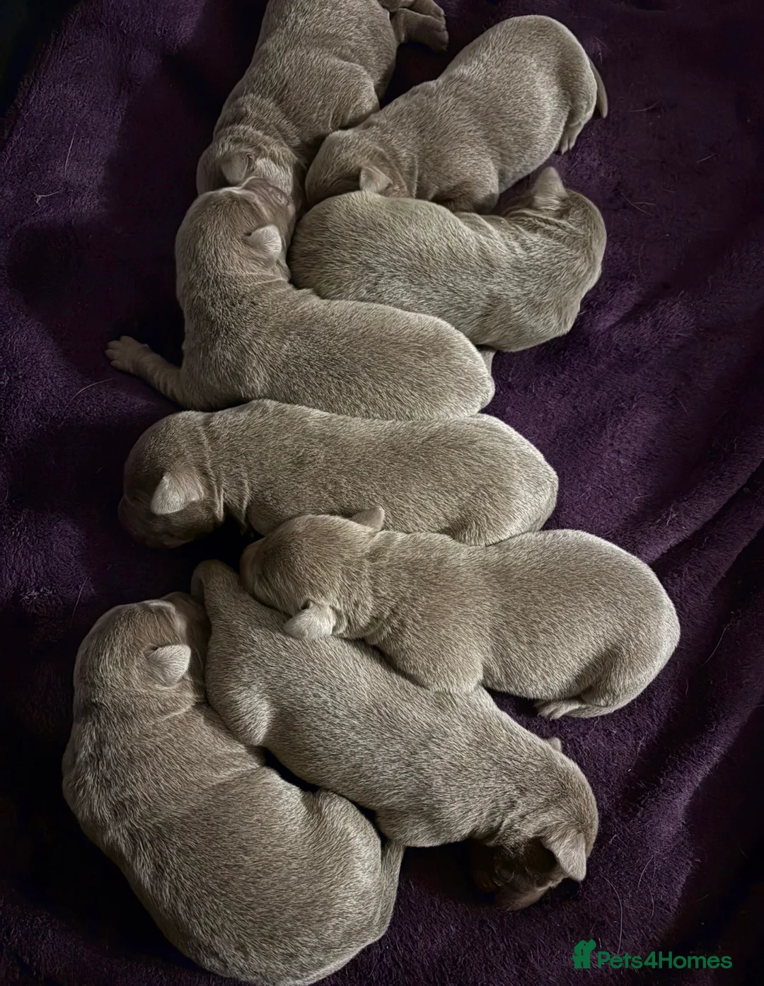 Labrador Retriever dogs for sale: 🌟Silver Labrador Puppies🌟 - Advert 2