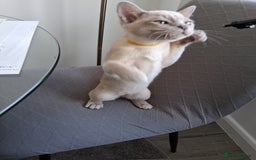 Burmese cats for sale: Registered burmese kittens available.  - Image 8