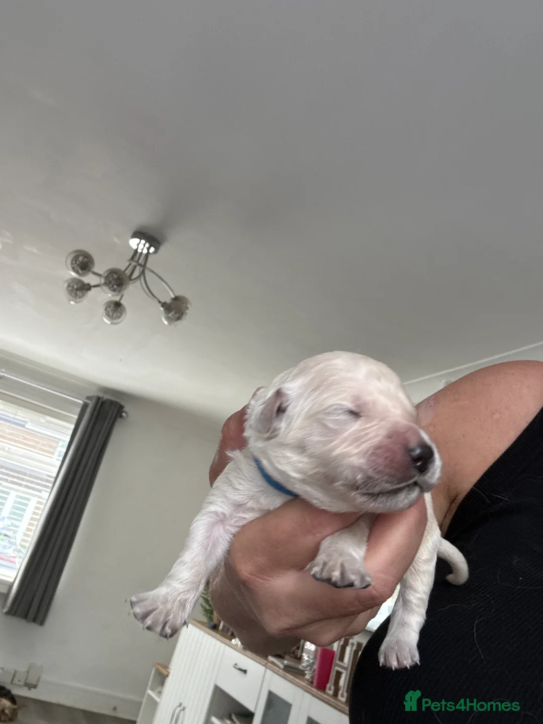 Golden Retriever dogs for sale: Golden retriever puppies due December  - Advert 8