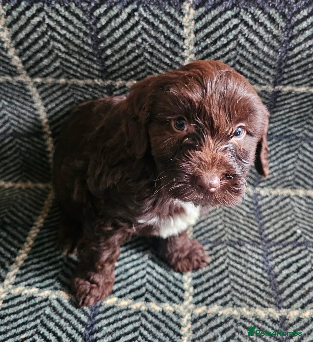 Cockapoo dogs for sale: Cockerapoo puppies F1 - Advert 14