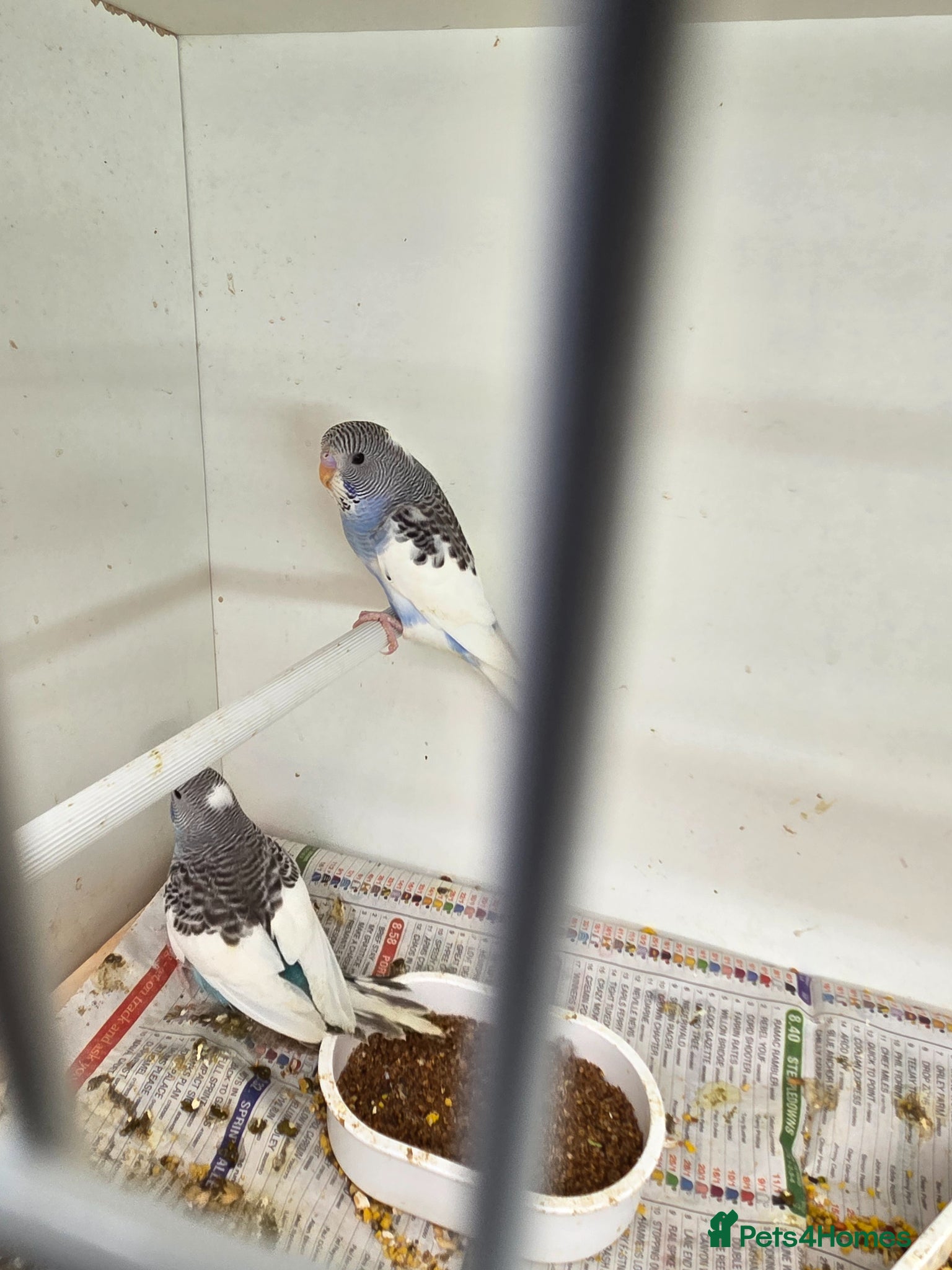 Budgerigars birds for sale: Blackface and blackface pieds split to blackface - Advert 5