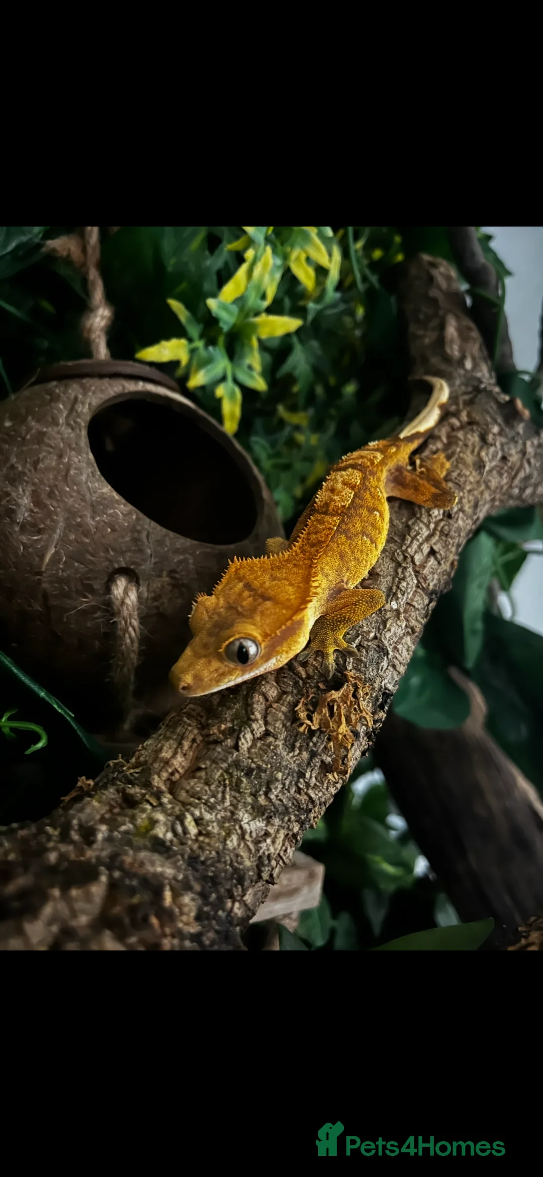 Gecko reptiles for sale: Gary gecko and enclosure  in Witney - Advert 2